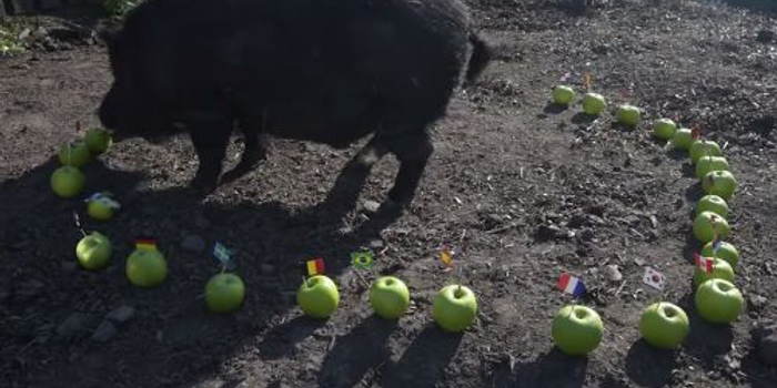 英国野猪成功预测特朗普当选,现在它给出了世