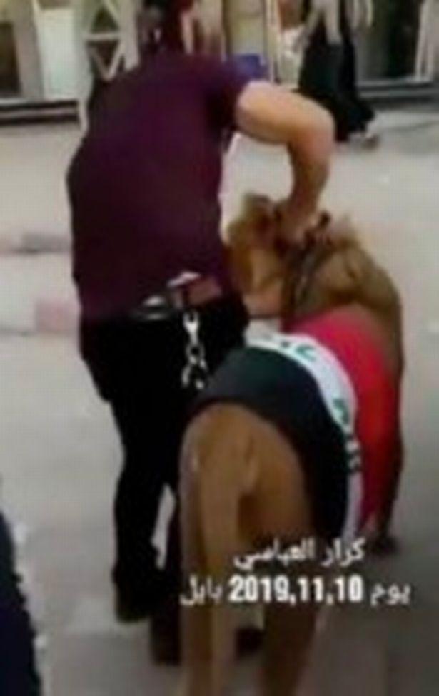 伊拉克冲突不断，示威者用狮子抵抗部队警犬，背国旗公然游街