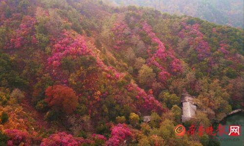 最美秋季别错过，济南南部山区上演千山红遍