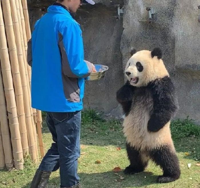 在他们的朋友圈里，国宝竟被端上了餐桌！