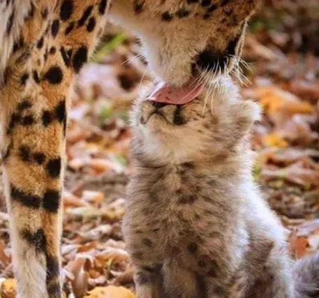 豹子妈妈帮小豹子舔毛，结果太用力了，被画成漫画版后，笑喷了！