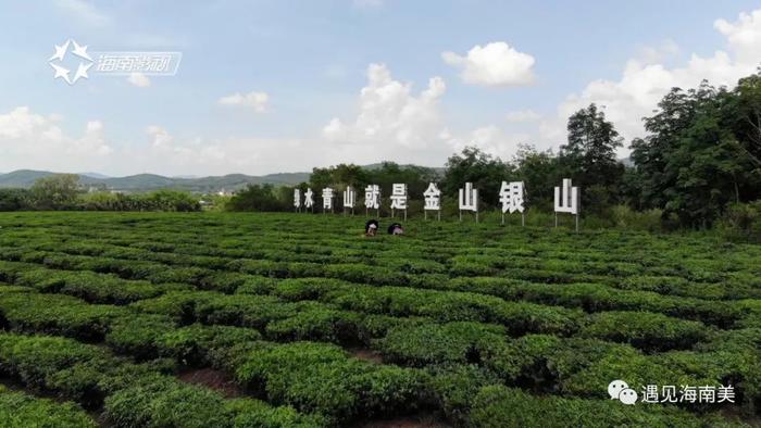 海南白沙，一个远离尘嚣的绿海秘境！欢迎您，一路美丽到白沙！