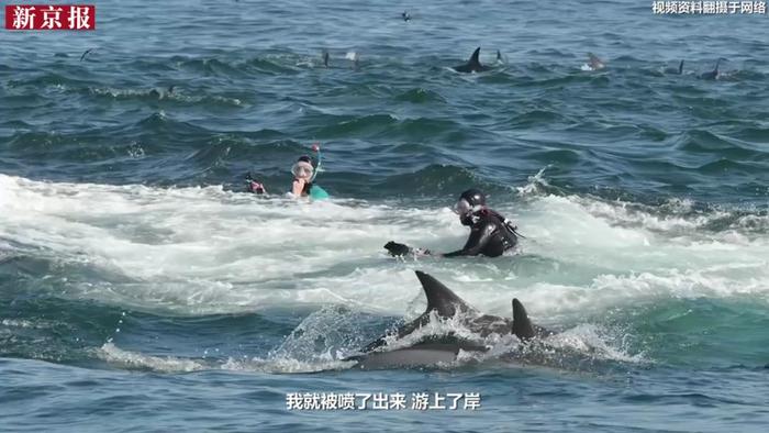 被鲸鱼吞入又被吐出来 潜水员安然无恙 摄影师记录下这一幕