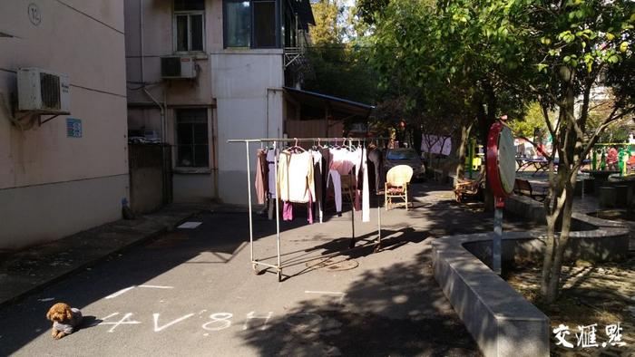 南京老小区大树遮挡阳光，调查：究竟该如何“动树”？