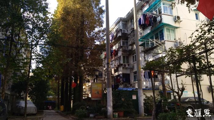 南京老小区大树遮挡阳光，调查：究竟该如何“动树”？