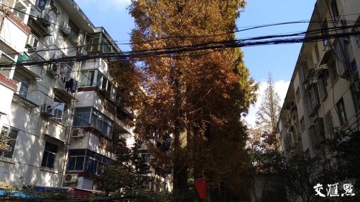 南京老小区大树遮挡阳光，调查：究竟该如何“动树”？