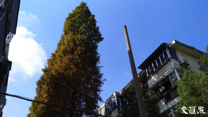 南京老小区大树遮挡阳光，调查：究竟该如何“动树”？