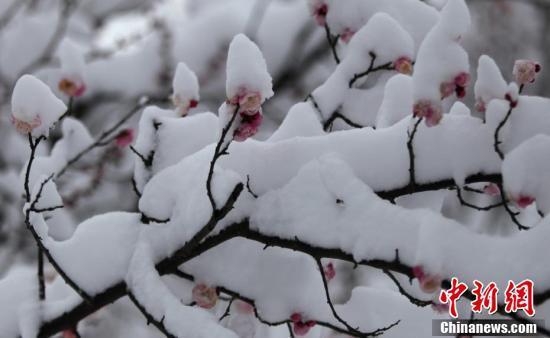 银装素裹赏雪梅傲雪红梅花更艳