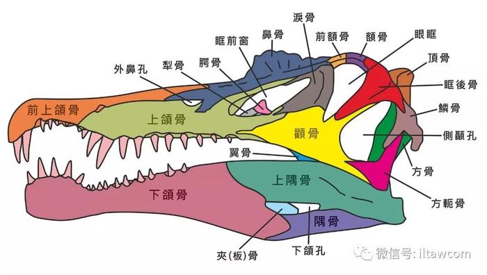 最大型的陆生肉食性恐龙之一棘龙