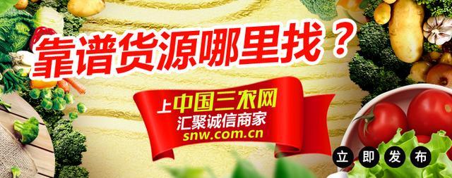 200元一斤的香椿你还吃得起吗？自给自足才是硬道理！