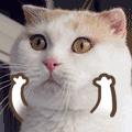 渣男最常用的4种猫咪微信表情包。