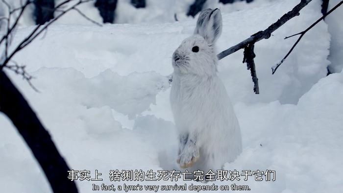 BBC又出神作，让你一口气吸够40种猫