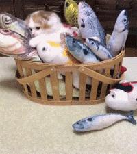 主人看猫这么可爱，于是一口气给买了很多鱼玩具，猫看到后...