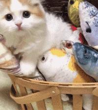主人看猫这么可爱，于是一口气给买了很多鱼玩具，猫看到后...