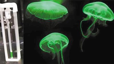 绿色荧光蛋白负责水母的生物发光 图片来源:美国西北大学