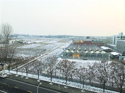 华农校园内的18亩试验田,“华恢1号”曾诞生于此。 殷梦昊 摄