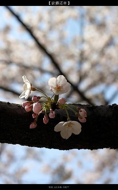 【欲摄还休】且觅春痕