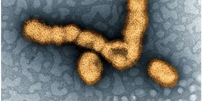 Science:中美科学家开发新型流感疫苗取得重大