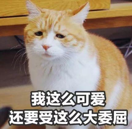 渣男最常用的4种猫咪微信表情包。