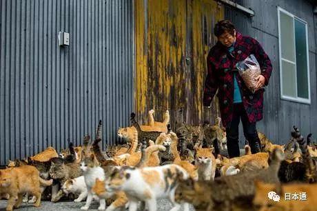 日本“猫岛”将为所有猫做绝育手术，网友议论炸锅了