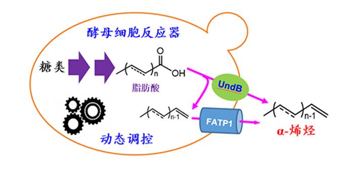 大连化学物理研究所合成生物学与生物催化创新特区研究组研究员周雍进