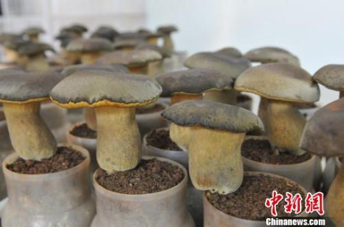 资料图:培养皿中的人工牛肝菌。 钟欣 摄