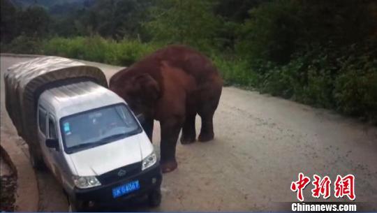 图为野象袭击一微型货车 森林公安供图
