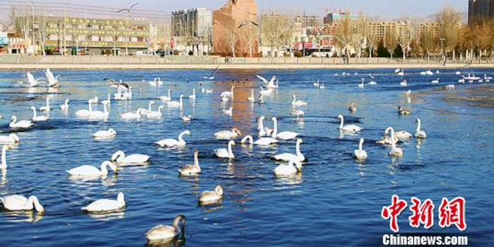 新疆库尔勒市成越冬禽鸟栖息地 天鹅连续13年飞来越冬