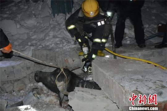积雪压塌湖北老河口一牛棚,消防官兵解救遭埋压的牛 许金焰 摄