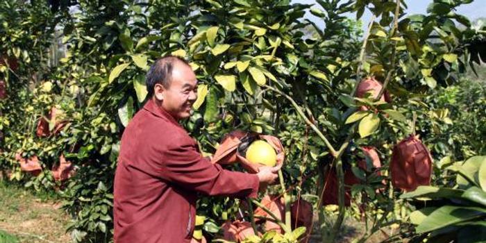 中国农村创新创业风生水起 新型农民助力乡村振兴