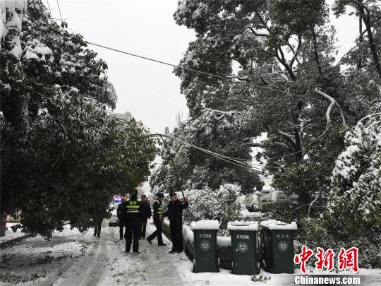 湖北十堰,积雪压断树枝 刘英 摄