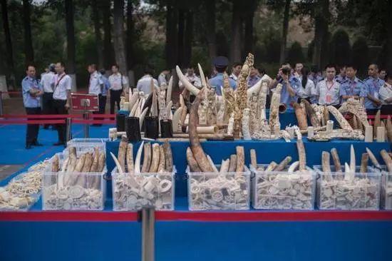 2015年5月,中国政府在北京公开销毁一批执法查没象牙。(法新社资料图片)