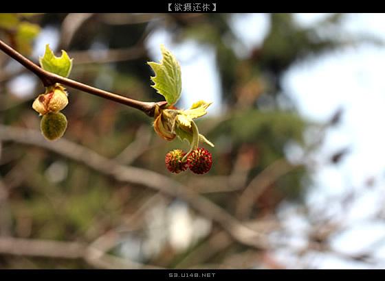 【欲摄还休】且觅春痕