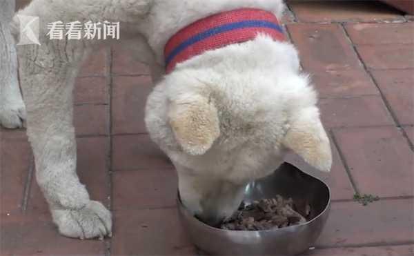 视频｜伙伴去世 狗拒食2个月靠灌食维生 结果让人笑翻