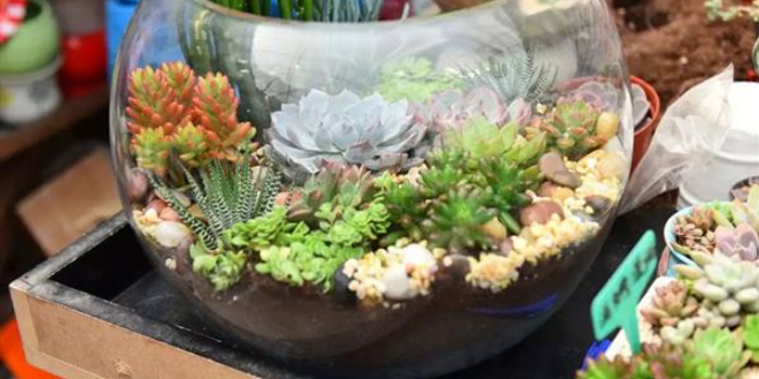 家里养的多肉植物可能有毒?一起来厘清一下