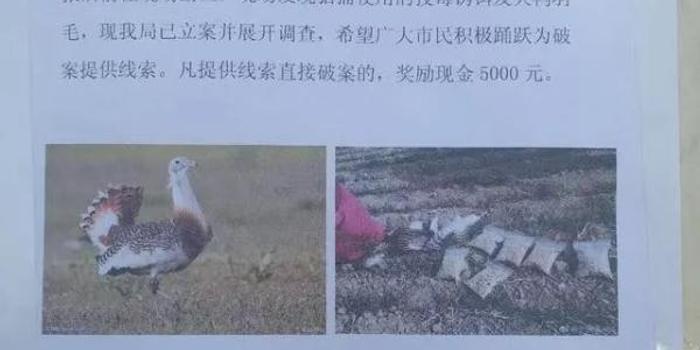 河南封丘发现疑似投毒猎捕一级保护动物大鸨案