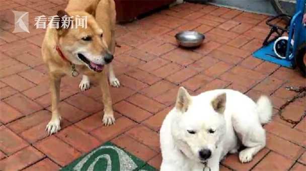 视频｜伙伴去世 狗拒食2个月靠灌食维生 结果让人笑翻