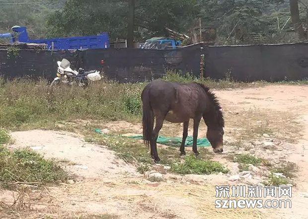 聚焦 |年初二，福龙路惊现不速之客？！高速路上遇动物应该这样做