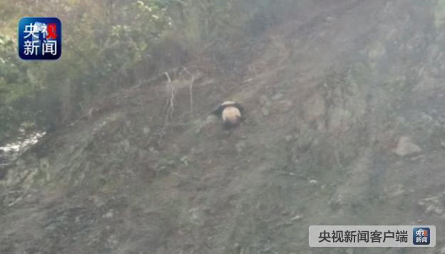 四川夫妇自驾出行偶遇野生大熊猫 手机记录“憨态”熊猫爬山活动