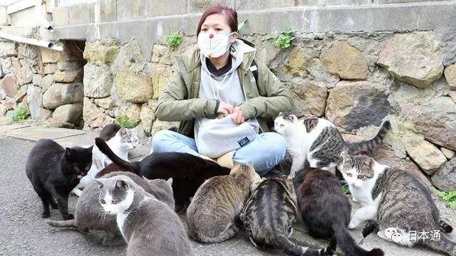 日本“猫岛”将为所有猫做绝育手术，网友议论炸锅了