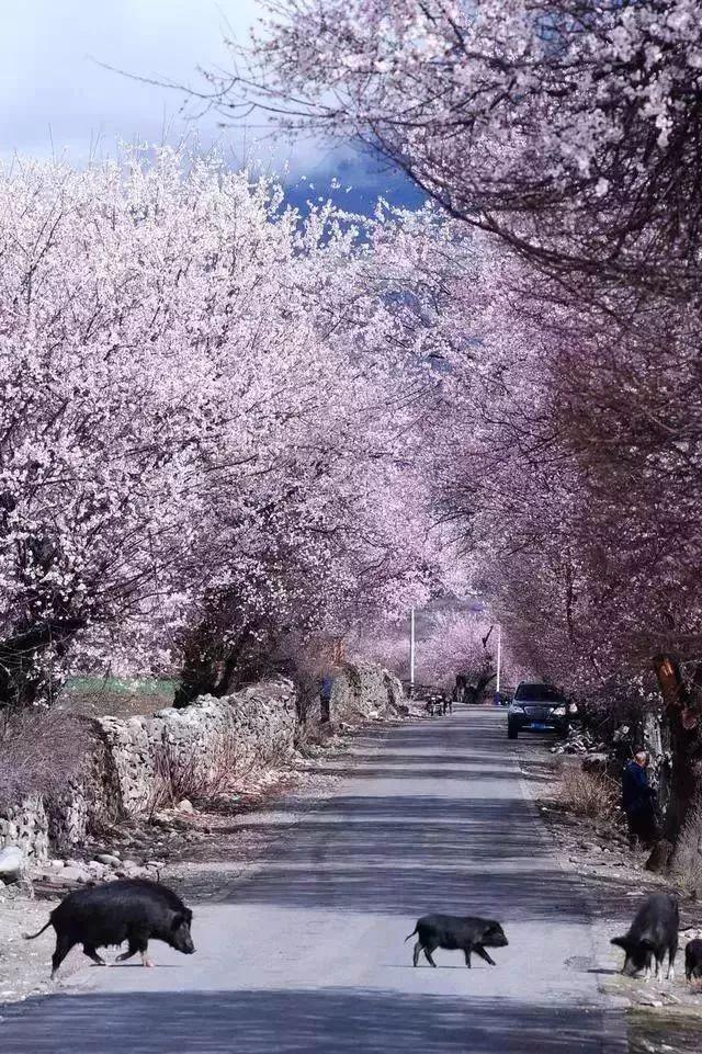 送上今年的林芝桃花攻略