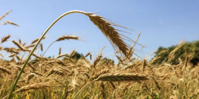 专家解读农业部撤销合并:大部制呼唤涉农资金