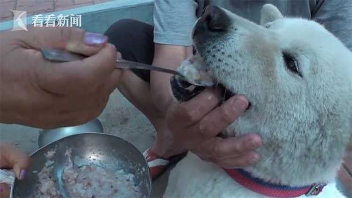 视频｜伙伴去世 狗拒食2个月靠灌食维生 结果让人笑翻