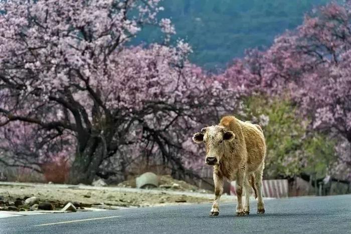 送上今年的林芝桃花攻略