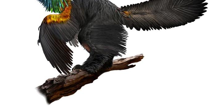 中国发现1.61亿年前彩虹恐龙 羽毛鲜艳体型庞