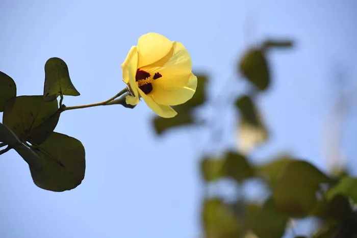 五源河湿地公园入海口处生长的半红树植物黄槿花朵靓丽。石中华_副本.jpg