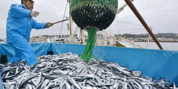 日本遭遇近50年来秋刀鱼荒 日媒却把锅甩给中