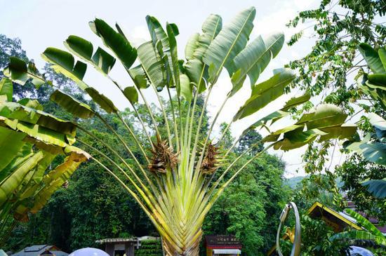 【彩云之南•<a href='http://travel.sina.com.cn/xishuangbanna-lvyou/?from=b-keyword' >西双版纳</a>】7天6晚,玩转傣历新年泼水盛会