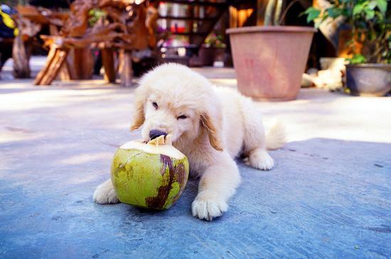 【彩云之南•<a href='http://travel.sina.com.cn/xishuangbanna-lvyou/?from=b-keyword' >西双版纳</a>】7天6晚,玩转傣历新年泼水盛会