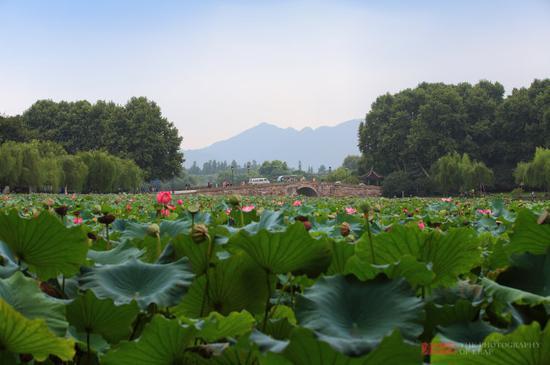 <a href='http://travel.sina.com.cn/hangzhou-lvyou/?from=b-keyword' >杭州</a><a href='http://travel.sina.com.cn/hangzhou_xihu1-lvyou/?from=b-keyword' >西湖</a>,六月荷花香满湖